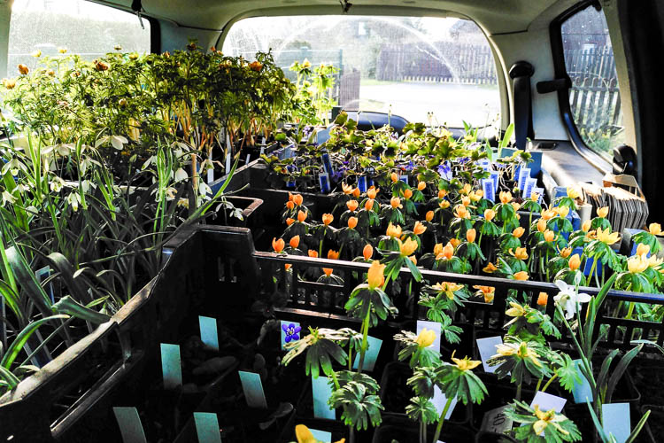 Auto voller Pflanzen